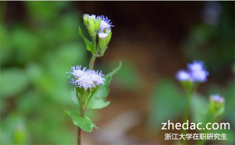 2017年浙大同等學力申碩報考條件是什么